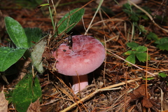 Russula uncialis