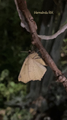 Antepione thisoaria