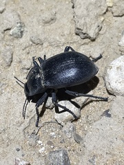 Stenomorpha obliterata