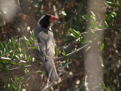 Saltator aurantiirostris