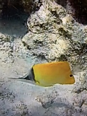 Forcipiger