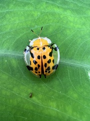 Aspidimorpha miliaris