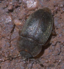 Epuraea