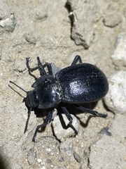 Stenomorpha obliterata