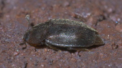 Epuraea