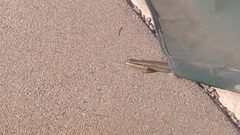 Trachylepis quinquetaeniata