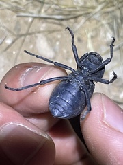 Stenomorpha obliterata