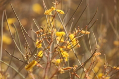 Acacia macdonnellensis macdonnellensis