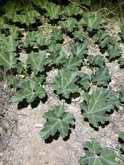 Apodanthera undulata