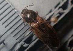 Stropenron hieroglyphica