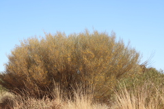 Acacia macdonnellensis macdonnellensis