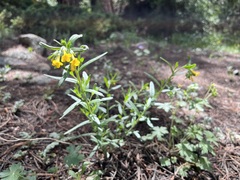 Lithospermum