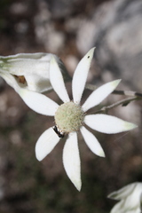 Actinotus helianthi