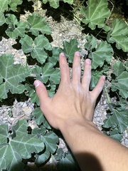 Apodanthera undulata