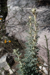 Actinotus helianthi
