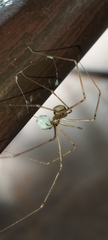 Physocyclus globosus