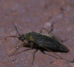 Plagiognathus