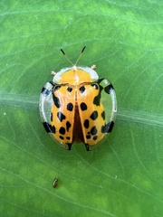 Aspidimorpha miliaris