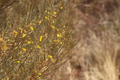 Acacia macdonnellensis macdonnellensis