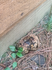 Pisolithus arenarius