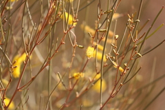 Acacia macdonnellensis macdonnellensis