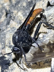 Ospriocerus