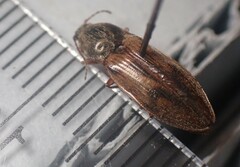 Stropenron hieroglyphica