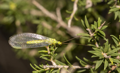 Plesiochrysa ramburi