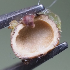 Andricus quercusfoliatus