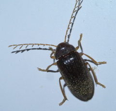 Ptilodactyla