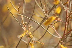 Acacia macdonnellensis macdonnellensis