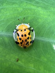 Aspidimorpha miliaris