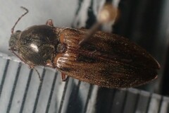 Stropenron hieroglyphica