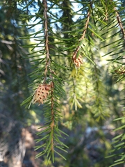 Picea breweriana