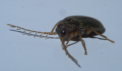 Ptilodactyla