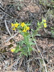 Lithospermum