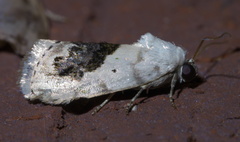 Ponometia erastrioides
