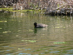 Fulica rufifrons
