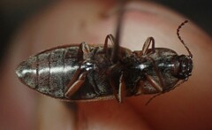 Stropenron hieroglyphica