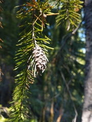 Picea breweriana