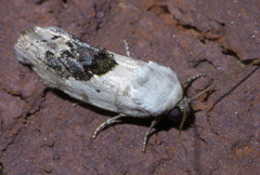 Ponometia erastrioides