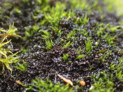 Scytinium lichenoides