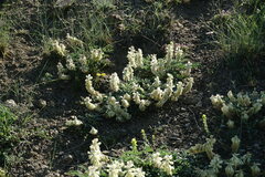 Hedysarum candidum