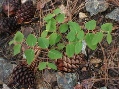 Apocynum androsaemifolium