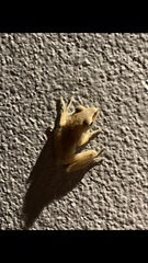 Polypedates megacephalus