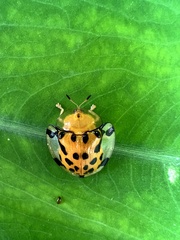 Aspidimorpha miliaris