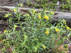 Lithospermum