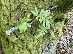 Polypodium
