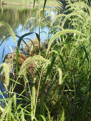 Setaria magna