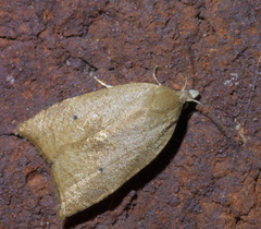 Coelostathma discopunctana